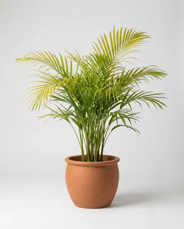 areca-palm