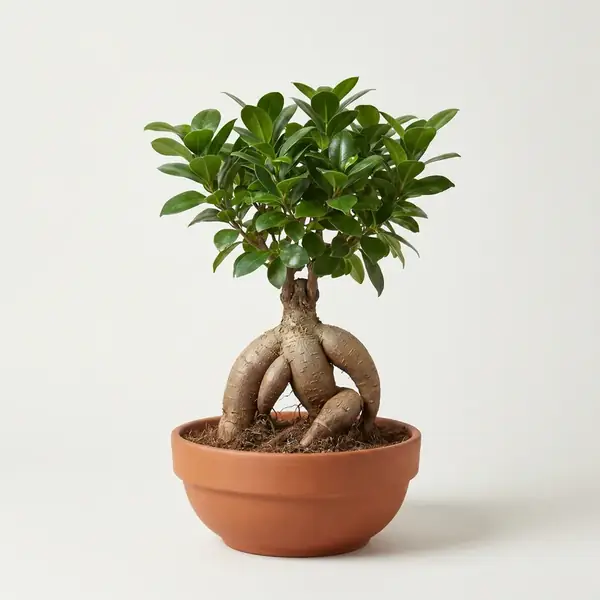 ficus-ginseng