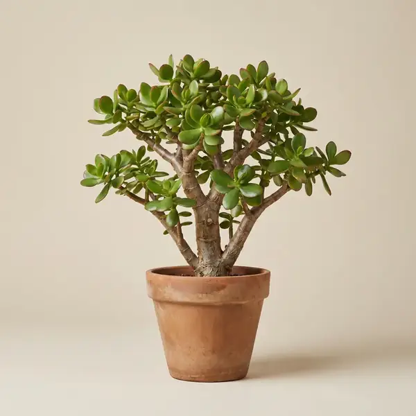 Jade Plant