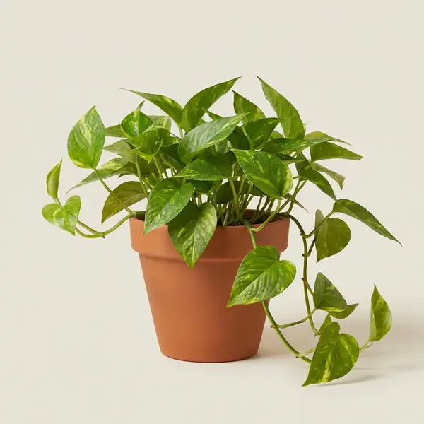 Money Plant (Golden)