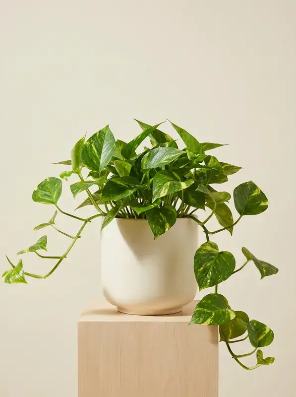 Money Plant