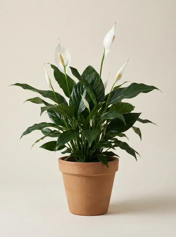 Peace Lily