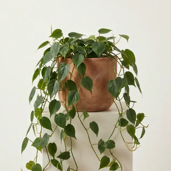 Heartleaf Philodendron