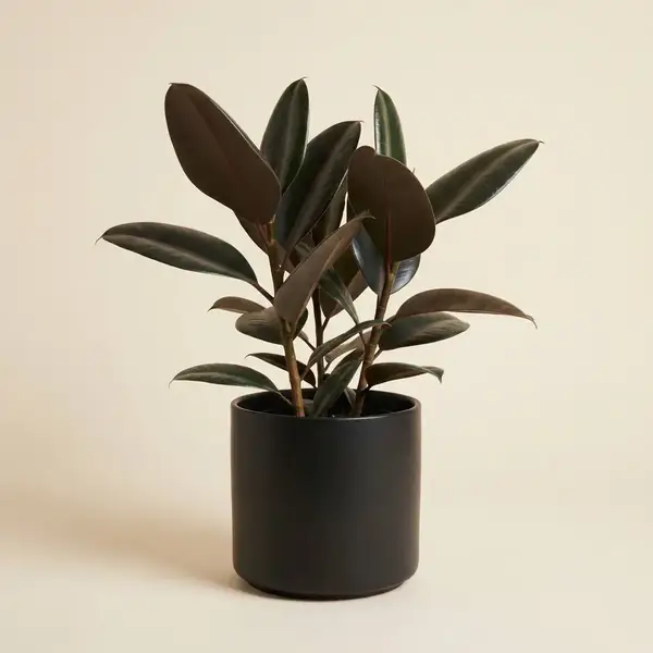 Matte black