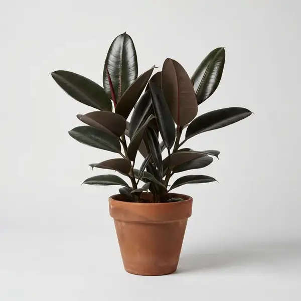 rubber-plant