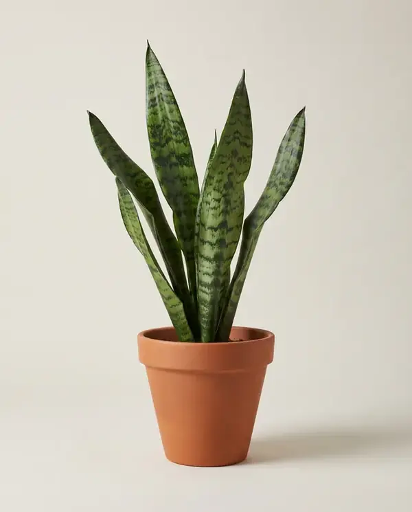 snake-plant